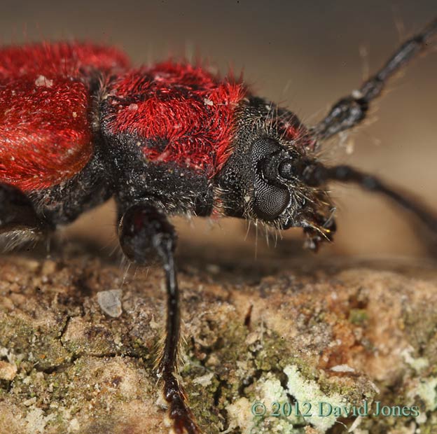 Pyrrhidium sanguineum (Longhorn Beetle) - side view of head and thorax