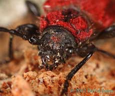 Pyrrhidium sanguineum (Longhorn Beetle) - front of head and thorax 