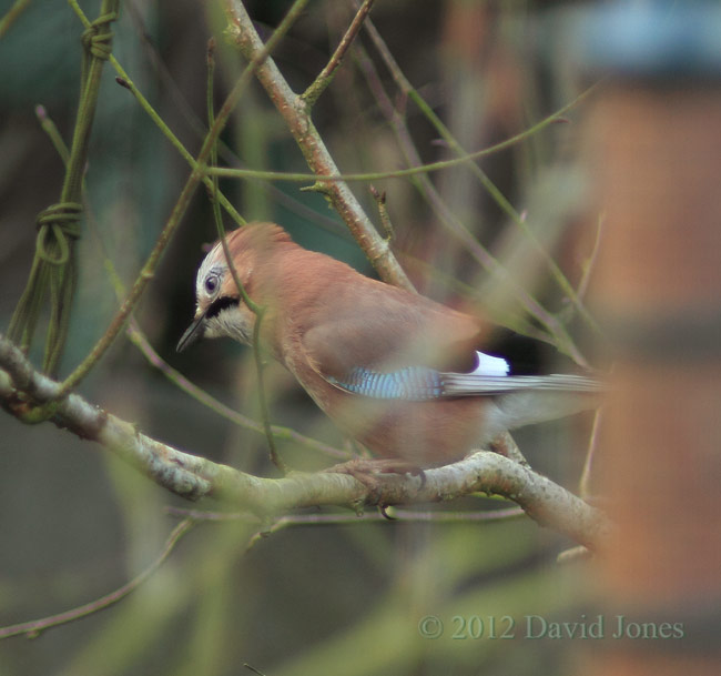 Jay displays crest as it calls to partner