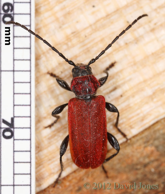 Pyrrhidium sanguineum (Longhorn beetle) with scale