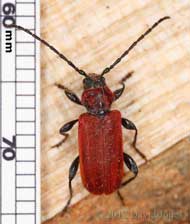 Pyrrhidium sanguineum (Longhorn beetle) with scale