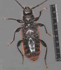 Pyrrhidium sanguineum (Longhorn beetle) - ventral view with scale