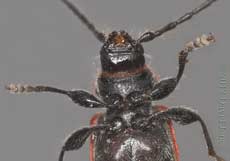 Pyrrhidium sanguineum (Longhorn beetle) - ventral view of head and thorax