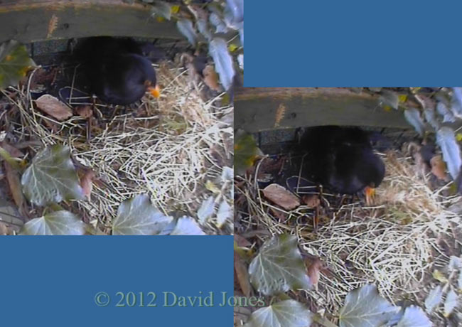 Male Blackbird rearranges straw, 5 April 2012