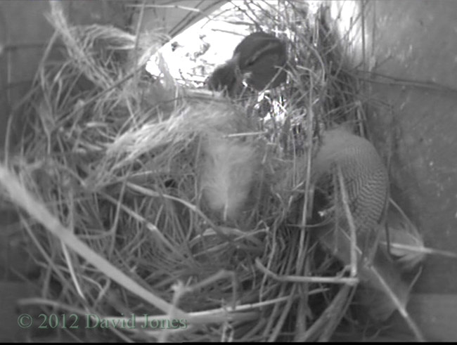 Sparrow chick is fed by its mother, 24 April 2012