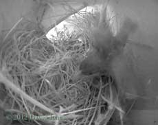 A Sparrow chick exercises its wings, 30 April 2012