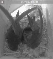 First glimpses of the chick in SW(le), 15 June 2012