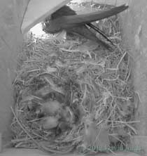 2/3 day old Swift chicks, 18 June 2012