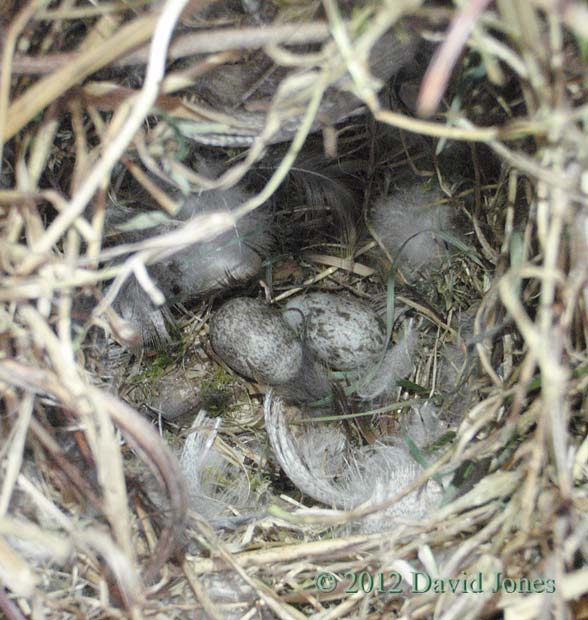 Eggs in the Sparrows' nest, 28 March 2012