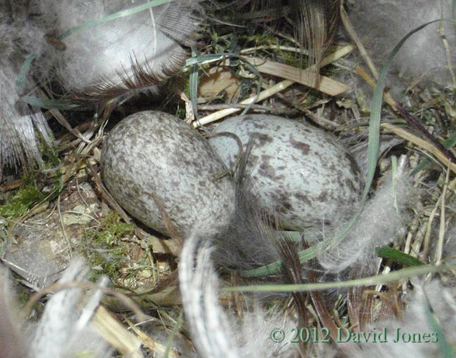 Eggs in the Sparrows' nest, 28 March 2012 - close-up