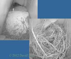 The Sparrows at 8pm tonight, 29 March 2012