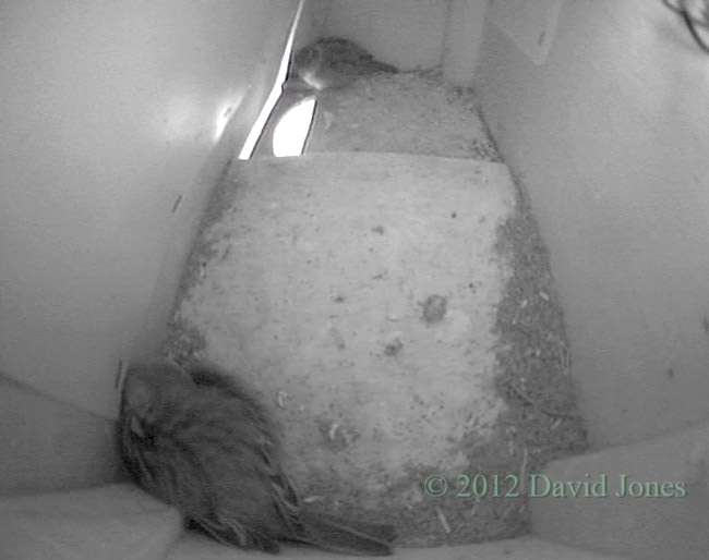 Sparrow pair roosting in SW(up) tonight, 2 May 2012