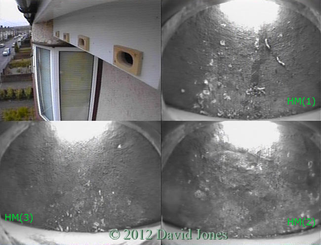 House Martin nests and Swift boxes, 4 May 2012