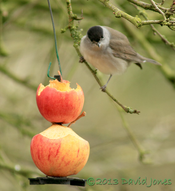 Male Blackcap, 10 April 2013