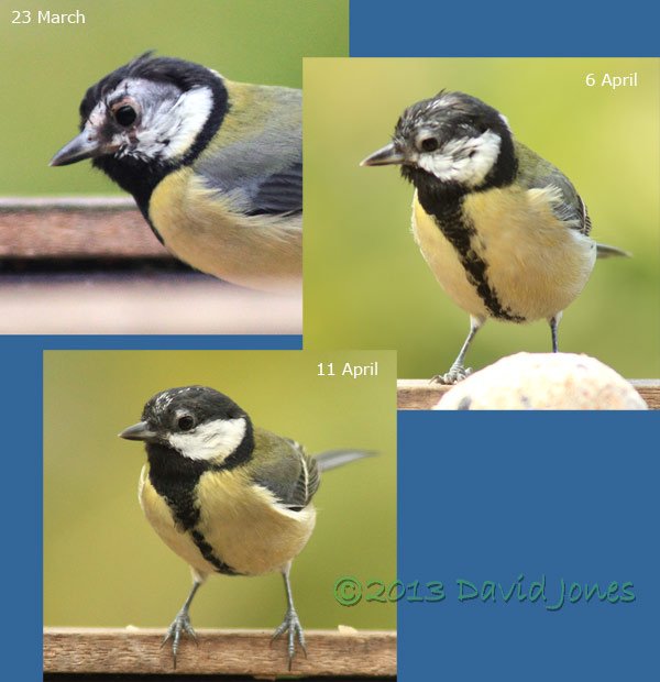 Great Tit female showing new feather development, 23 March - 11 April 2013