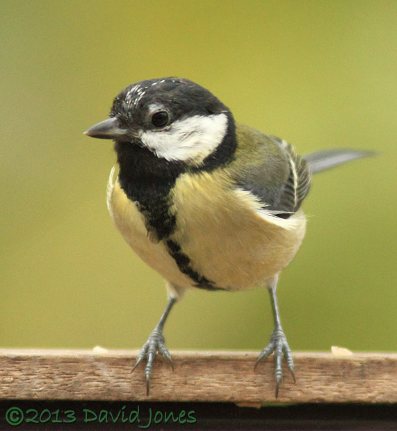 Great Tit female showing new feather development around eye, 11 April 2013