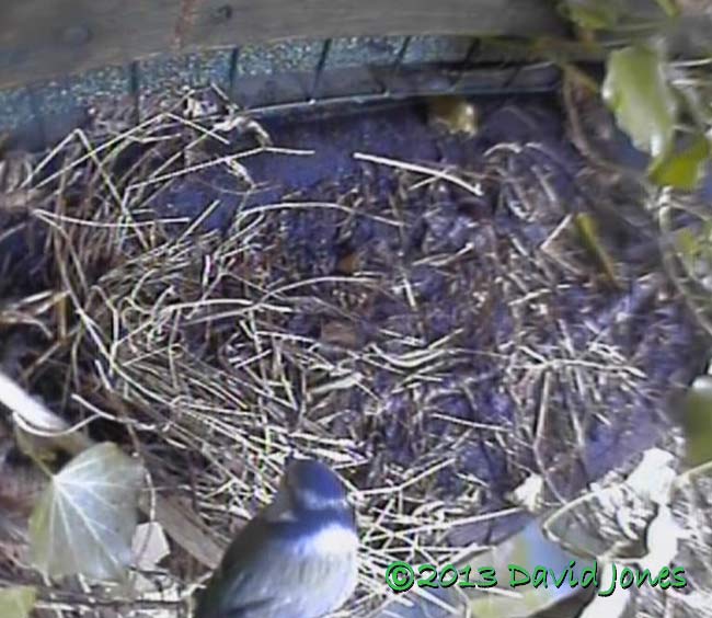 A Blue Tit about to remove straw from monitored nest site, 11 April 2013