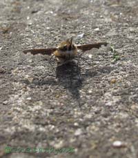 First Bee-fly seen this year, 17 April 2013
