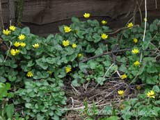 Lesser Celandine plants, 17 April 2013