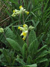 Cowslips, 17 April 2013
