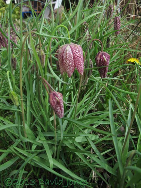 Snake's Head Fritillaries, 17 April 2013
