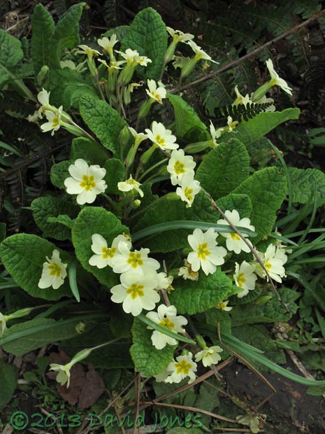 Primroses, 17 April 2013