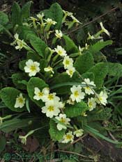 Primroses, 17 April 2013