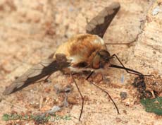Bee-fly, 23 April 2013