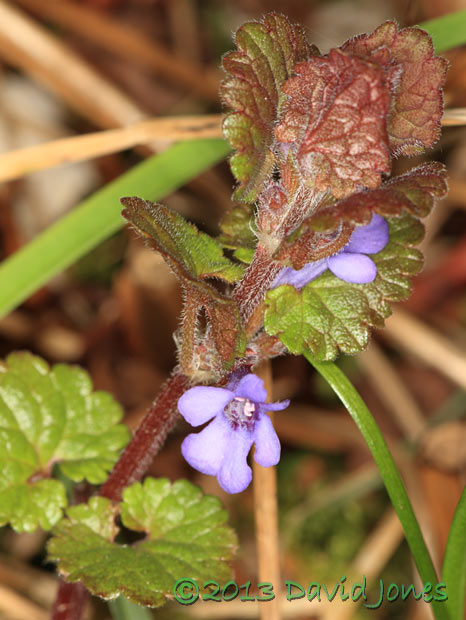 First Ground Ivy flower seen, 22 April 2013
