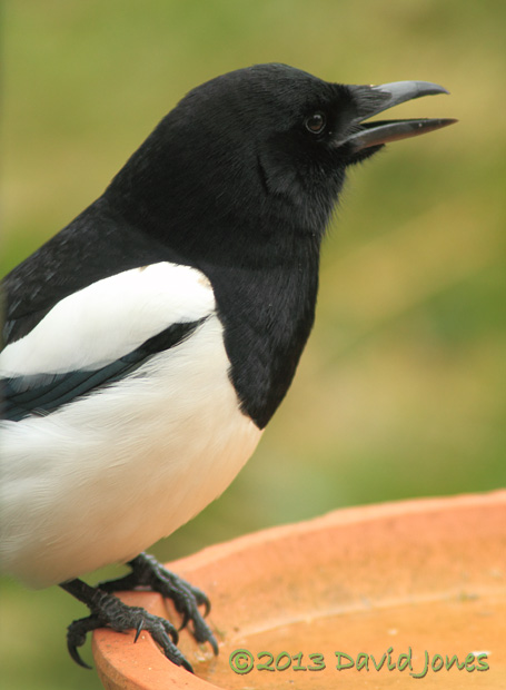 Magpie at bird bath, 22 April 2013