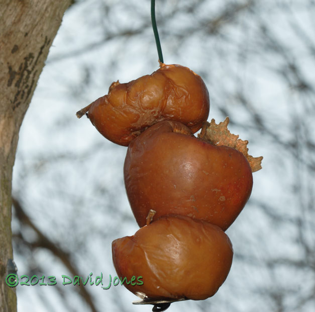 Comma butterfly hides behind apple! 23 April 2013