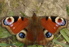 Peacock butterfly, 23 April 2013