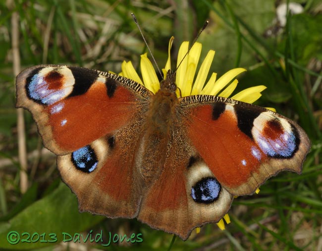 Peacock butterfly feeds at Dandelion, 23 April 2013