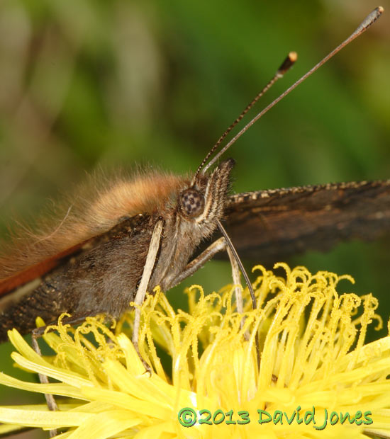 Peacock butterfly feeds at Dandelion - close-up 2, 23 April 2013