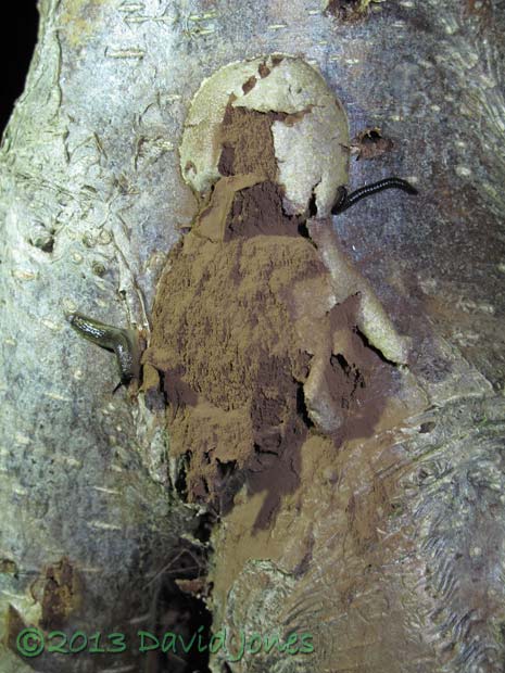 Slimemould (Reticularia lycoperdon) shedding spores, 23 April 2013
