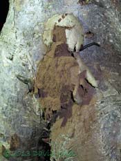 Slimemould (Reticularia lycoperdon) shedding spores, 23 April 2013