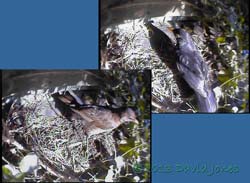 Blackbird pair visit monitored site at dawn, 30 April 2013