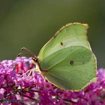 Brimstone butterfly on Buddleia, 1 August 2013