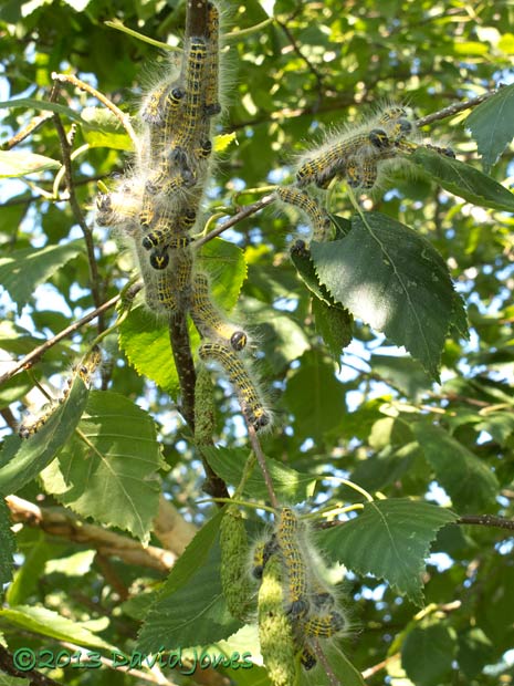 Buff-tip caterpillars - 5th instar just after moult, 1 August 2013