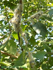 Buff-tip caterpillars - 5th instar just after moult, 1 August 2013