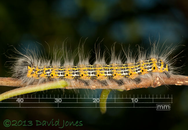 Buff-tip caterpillar - 5th instar just after moult, 1 August 2013