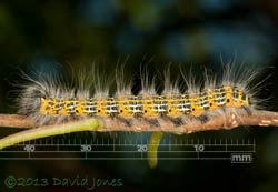 Buff-tip caterpillar - 5th instar just after moult, 1 August 2013