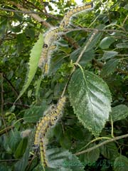 Buff-tip caterpillars - group splits up after 4th moult, 1 August 2013