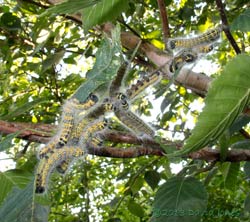 Buff-tip caterpillars - group splits up after 4th moult - 2, 1 August 2013