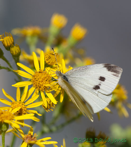 Large White butterfly on Ragwort, 1 August 2013