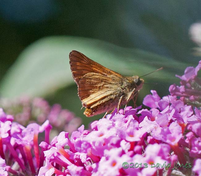 Large Skipper butterfly on Buddleia, 1 August 2013