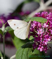 Small White butterfly on Buddleia, 1 August 2013