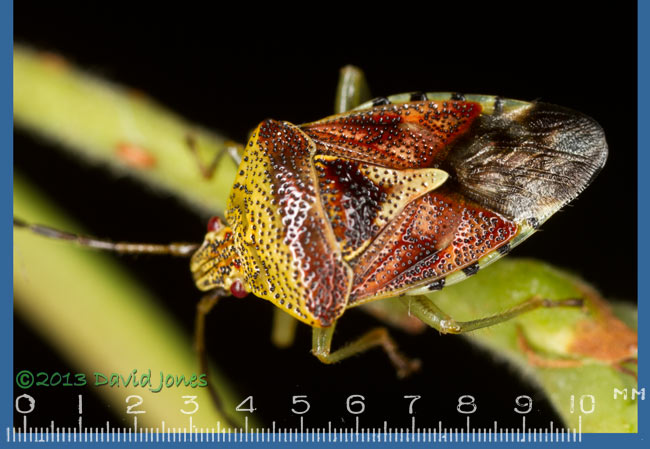 Birch Shieldbug, 2 August 2013