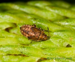 Nymph of leaf or seed bug on Birch seed head, 2 August 2013
