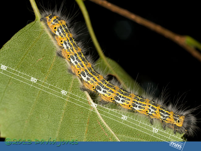 5th instar Buff-tip caterpillar- with scale, 2 August 2013